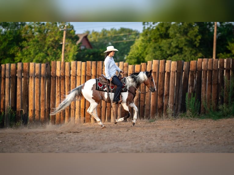 American Paint Horse Wallach 9 Jahre Schecke in Fort Worth