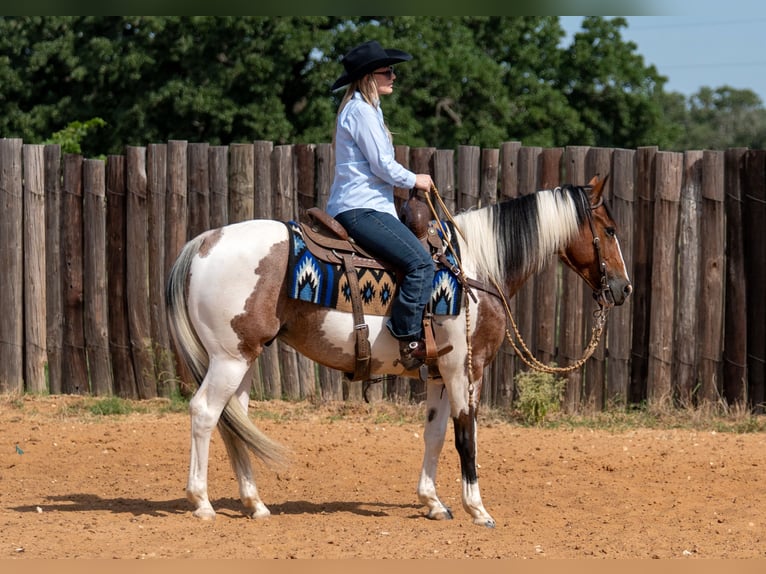 American Paint Horse Wallach 9 Jahre Schecke in Fort Worth