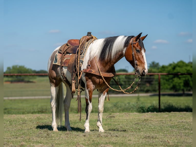 American Paint Horse Wallach 9 Jahre Schecke in Fort Worth