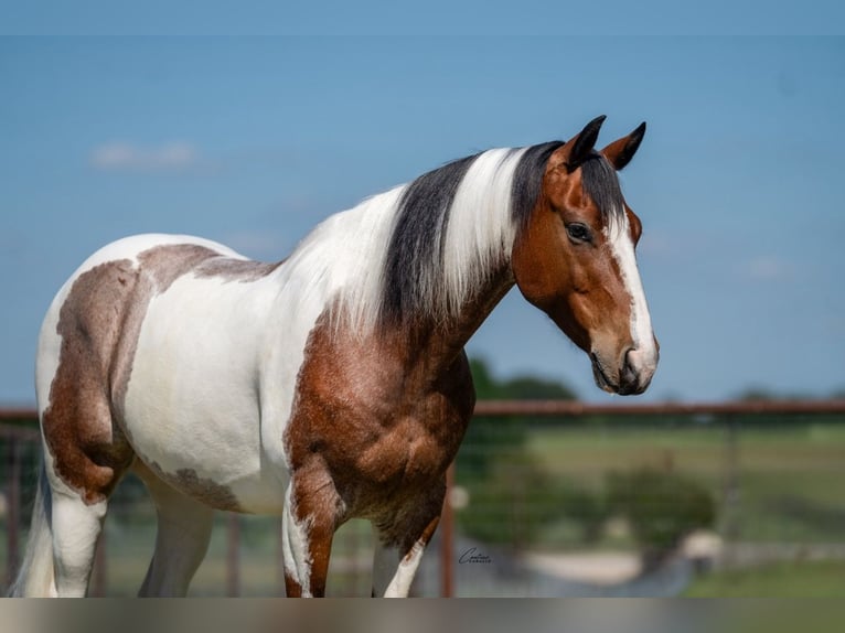 American Paint Horse Wallach 9 Jahre Schecke in Fort Worth