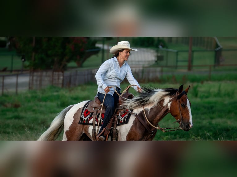 American Paint Horse Wallach 9 Jahre Schecke in Fort Worth