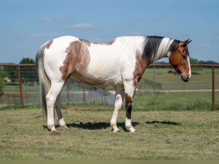 American Paint Horse Wallach 9 Jahre Schecke in Fort Worth