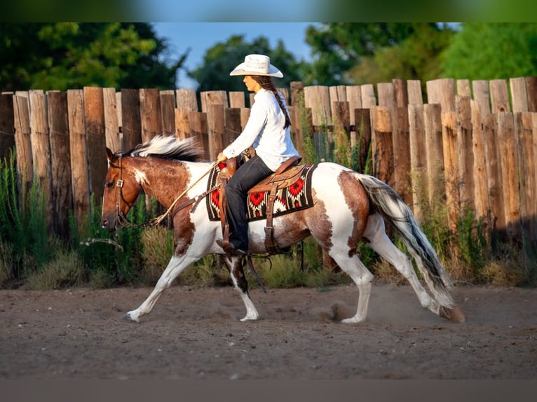 American Paint Horse Wallach 9 Jahre Schecke in Fort Worth