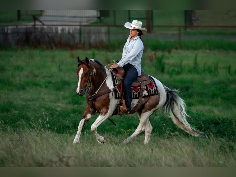 American Paint Horse Wallach 9 Jahre Schecke in Fort Worth