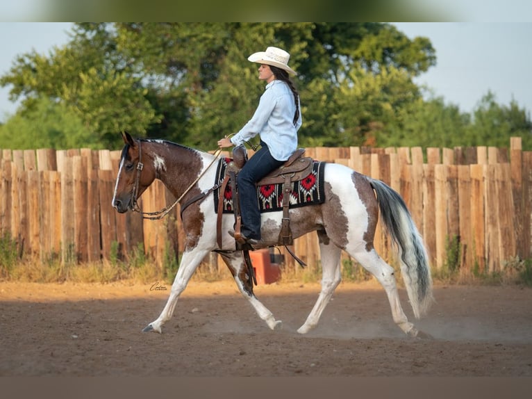 American Paint Horse Wallach 9 Jahre Schecke in Fort Worth