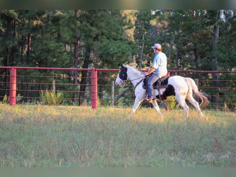 American Paint Horse Wallach 9 Jahre Tovero-alle-Farben in Jasper