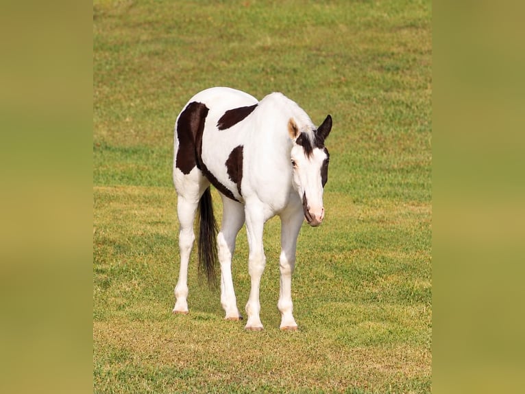 American Paint Horse Wallach 9 Jahre Tovero-alle-Farben in Jasper