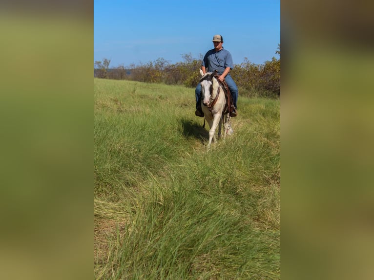 American Paint Horse Wallach 9 Jahre Tovero-alle-Farben in Jasper