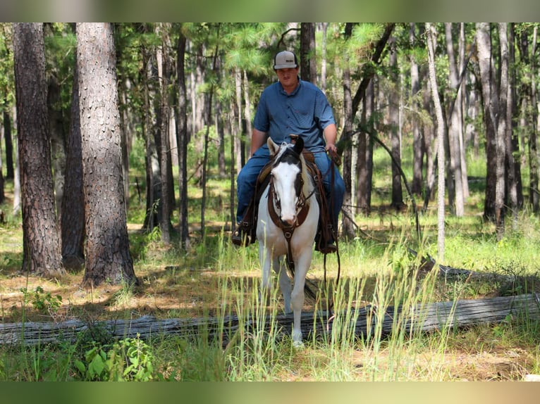 American Paint Horse Wallach 9 Jahre Tovero-alle-Farben in Jasper