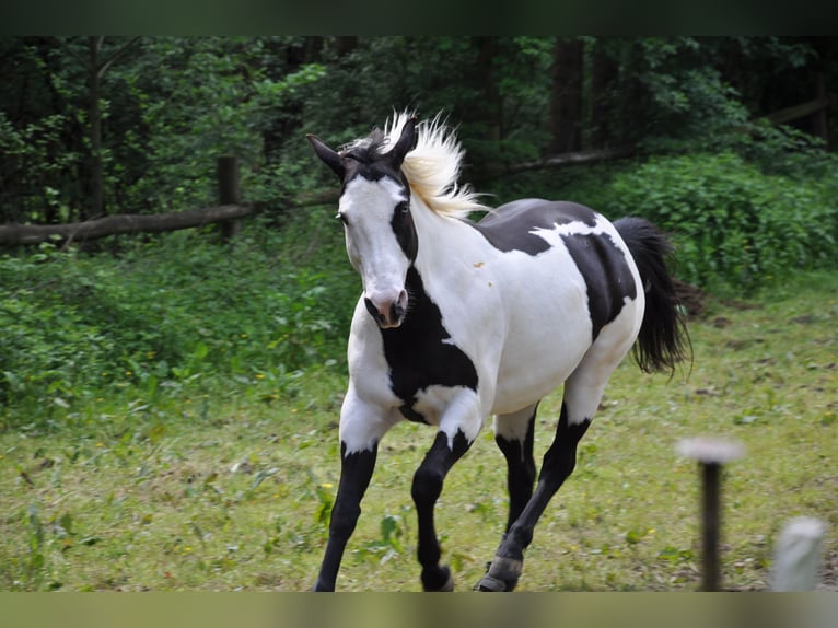American Paint Horse Yegua 10 años 148 cm Pío in Pfaffenhofen an der Ilm