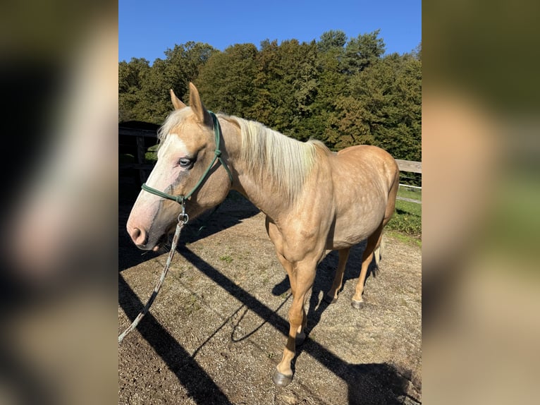 American Paint Horse Mestizo Yegua 10 años 150 cm Palomino in Spodnji ivanjci