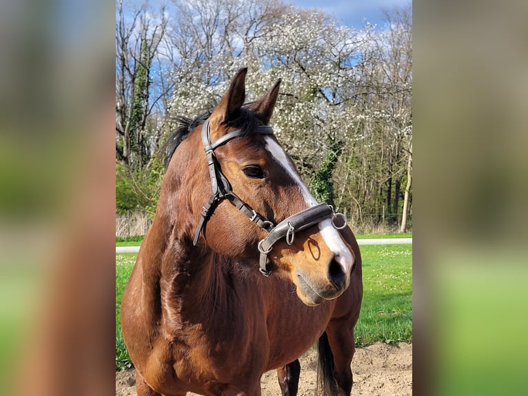 American Paint Horse Yegua 10 años 152 cm Castaño in Ingelheim am Rhein