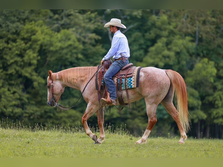 American Paint Horse Yegua 10 años 152 cm Ruano alazán in Lyles