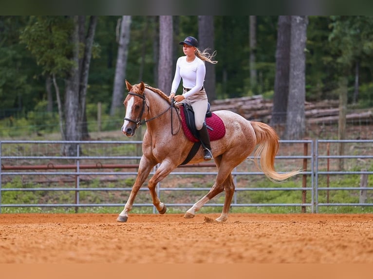 American Paint Horse Yegua 10 años 152 cm Ruano alazán in Lyles