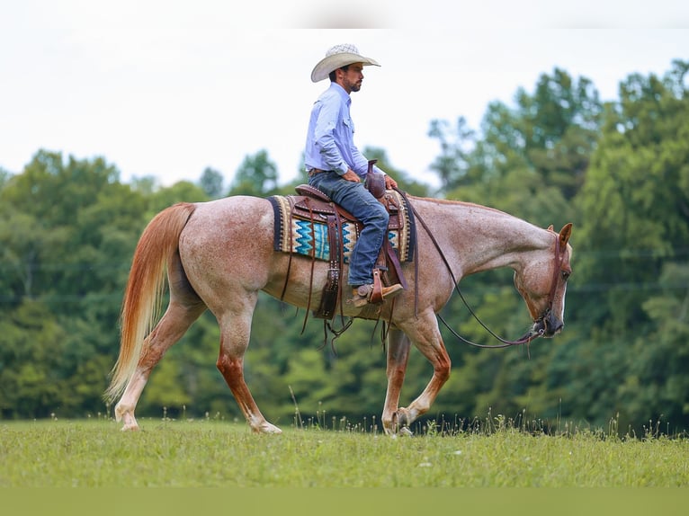 American Paint Horse Yegua 10 años 152 cm Ruano alazán in Lyles