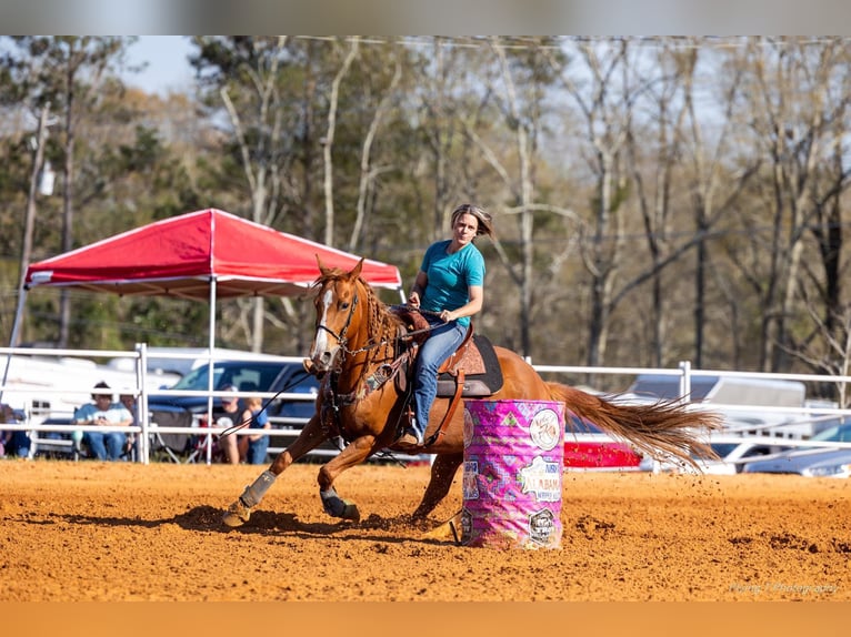 American Paint Horse Yegua 10 años Alazán rojizo in Blakely