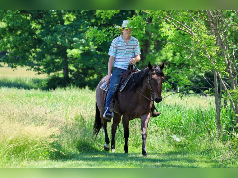 American Paint Horse Yegua 10 años Castaño-ruano in Shippensburg