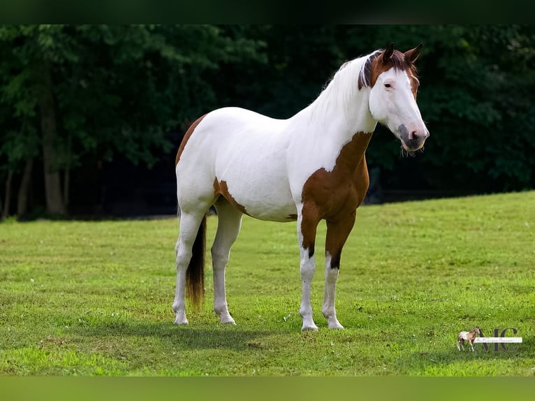 American Paint Horse Yegua 10 años Pío in North Bloomfield