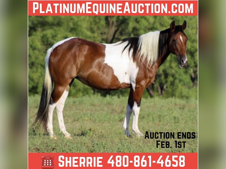 American Paint Horse Yegua 11 años 137 cm Tobiano-todas las-capas in Cave Creek AZ
