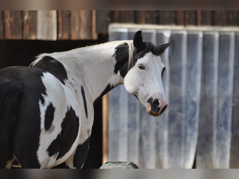 American Paint Horse Yegua 11 años 148 cm Pío in Pfaffenhofen an der Ilm