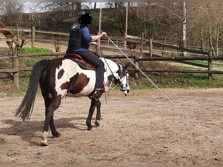 American Paint Horse Yegua 11 años 148 cm Pío in Pfaffenhofen an der Ilm