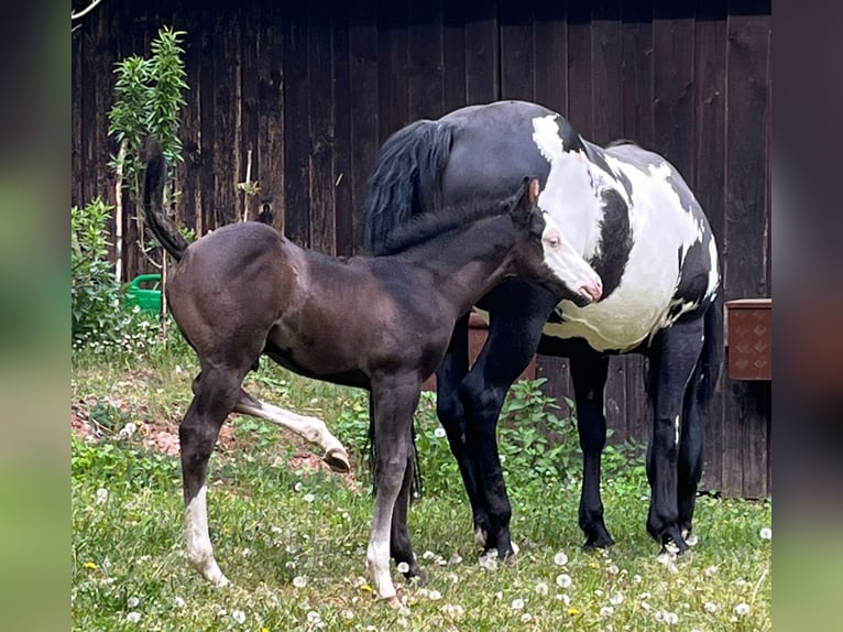 American Paint Horse Yegua 11 años 151 cm Overo-todas las-capas in Bebra