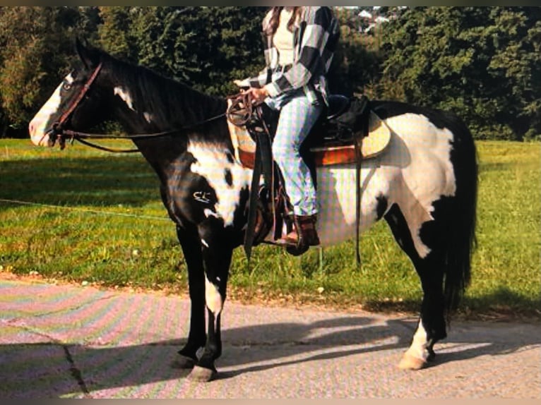 American Paint Horse Yegua 11 años 151 cm Overo-todas las-capas in Bebra