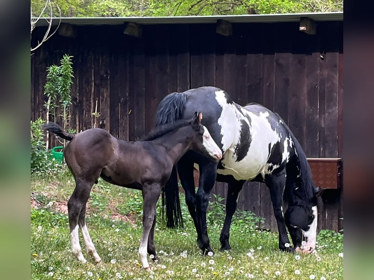 American Paint Horse Yegua 11 años 151 cm Overo-todas las-capas in Bebra