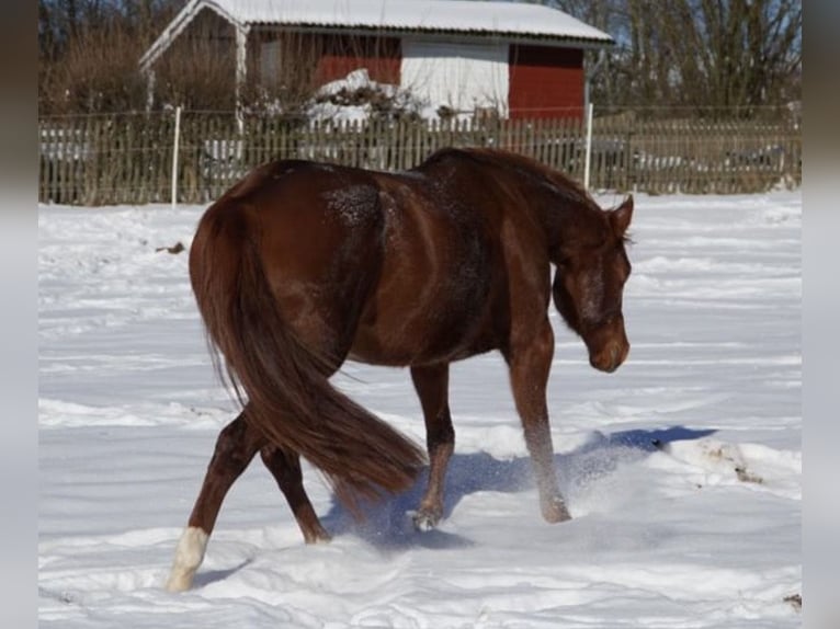 American Paint Horse Yegua 11 años 152 cm Alazán in Frankenberg (Eder)