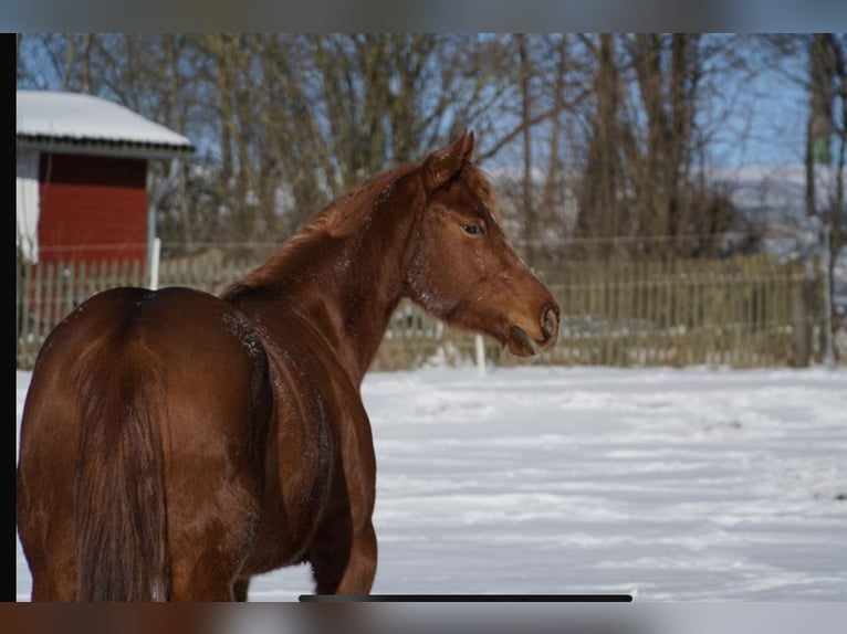 American Paint Horse Yegua 11 años 152 cm Alazán in Frankenberg (Eder)