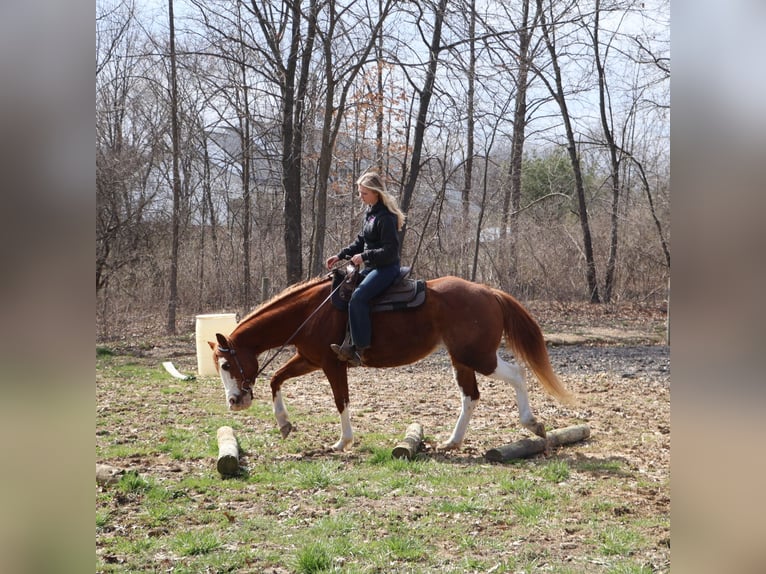 American Paint Horse Yegua 11 años 152 cm Overo-todas las-capas in Howell