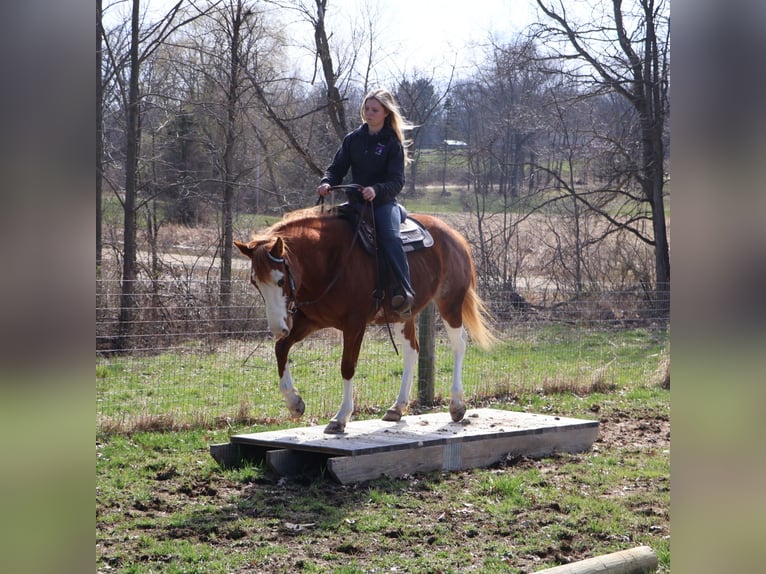 American Paint Horse Yegua 11 años 152 cm Overo-todas las-capas in Howell