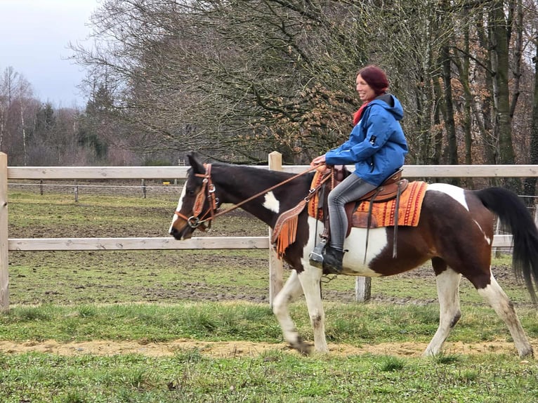 American Paint Horse Mestizo Yegua 11 años 152 cm Pío in Linkenbach
