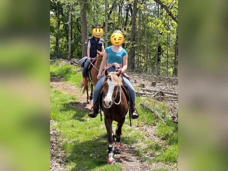 American Paint Horse Yegua 11 años 155 cm Ruano alazán in Rösrath