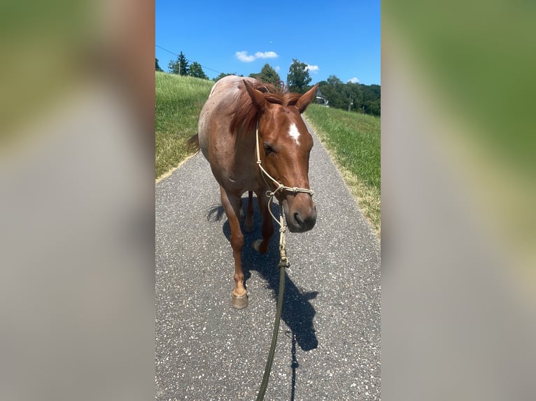 American Paint Horse Yegua 11 años 155 cm Ruano alazán in Rösrath
