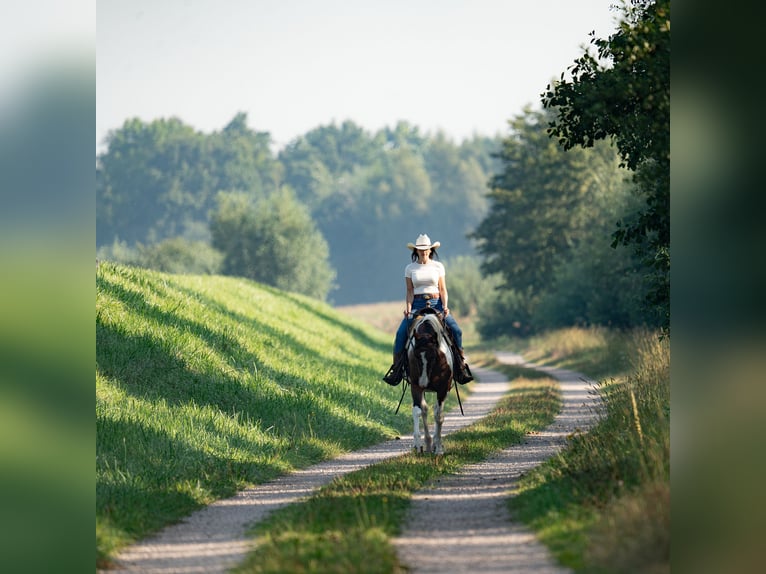 American Paint Horse Mestizo Yegua 11 años 155 cm Tobiano-todas las-capas in Achern
