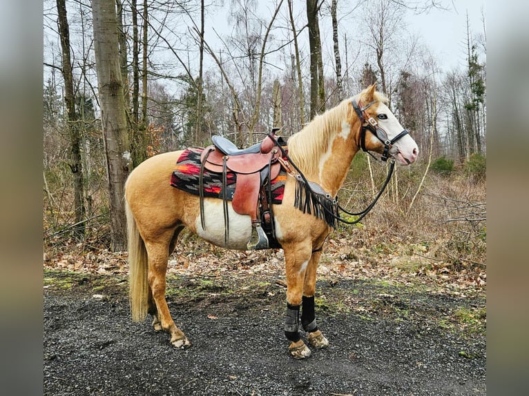 American Paint Horse Yegua 11 años 157 cm Overo-todas las-capas in Linkenbach