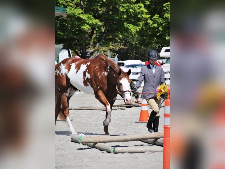 American Paint Horse Yegua 11 años 163 cm Overo-todas las-capas in Cedar Hills