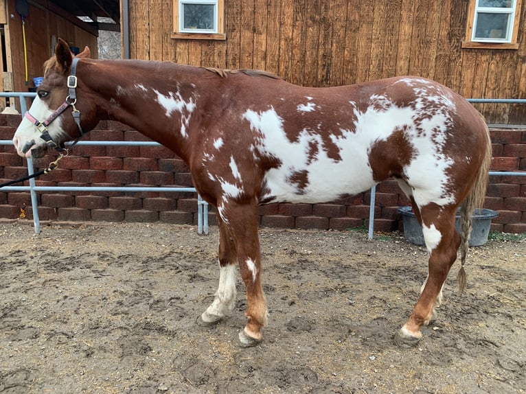 American Paint Horse Yegua 11 años 163 cm Overo-todas las-capas in Cedar Hills