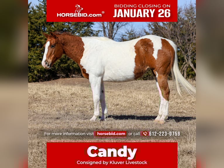 American Paint Horse Yegua 12 años 150 cm Pío in Ripley