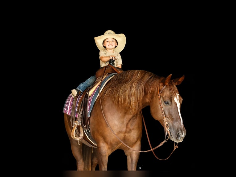 American Paint Horse Yegua 12 años 152 cm Alazán rojizo in Lufkin