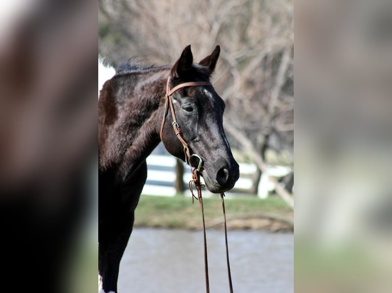 American Paint Horse Yegua 12 años 152 cm Tobiano-todas las-capas in Mckinney