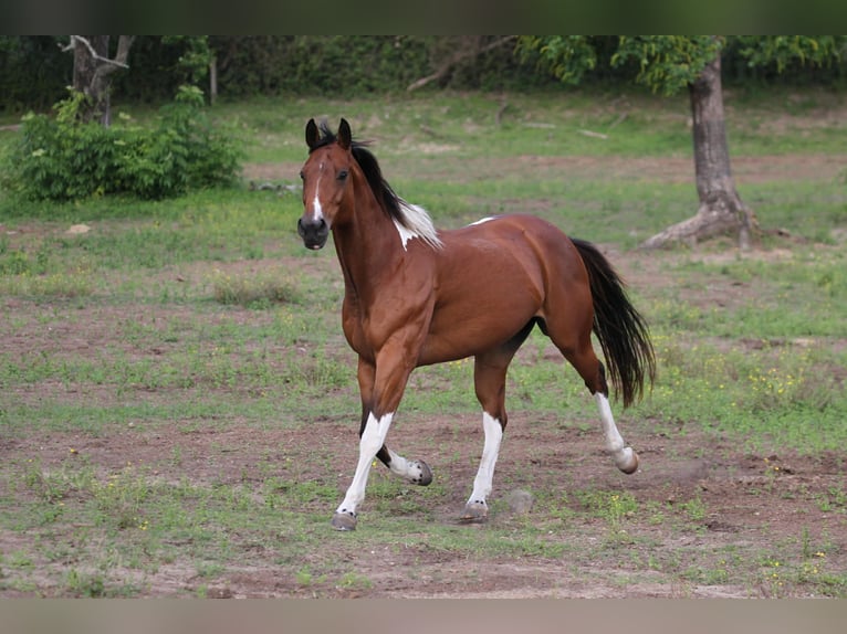 American Paint Horse Yegua 12 años 155 cm Tobiano-todas las-capas in Fresno