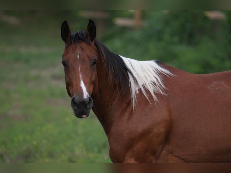American Paint Horse Yegua 12 años 155 cm Tobiano-todas las-capas in Fresno