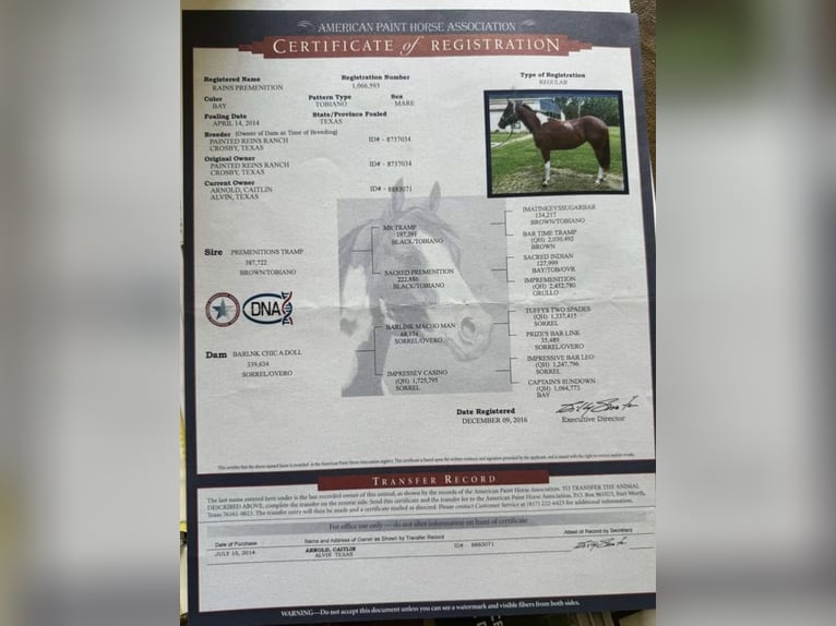 American Paint Horse Yegua 12 años 155 cm Tobiano-todas las-capas in Fresno