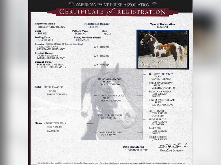 American Paint Horse Yegua 12 años 158 cm Tobiano-todas las-capas in Ritterhude