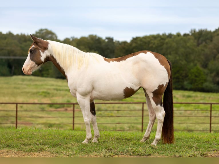 American Paint Horse Yegua 12 años Pío in Canton
