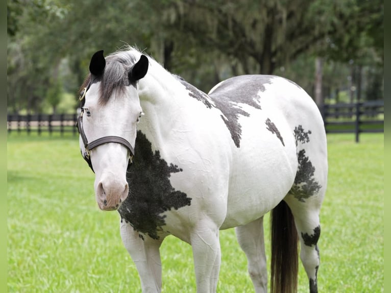 American Paint Horse Yegua 13 años 150 cm Overo-todas las-capas in Micanopy