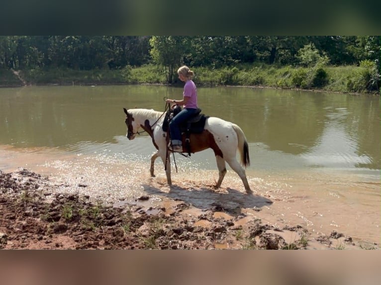 American Paint Horse Yegua 13 años 150 cm Tobiano-todas las-capas in Poolville