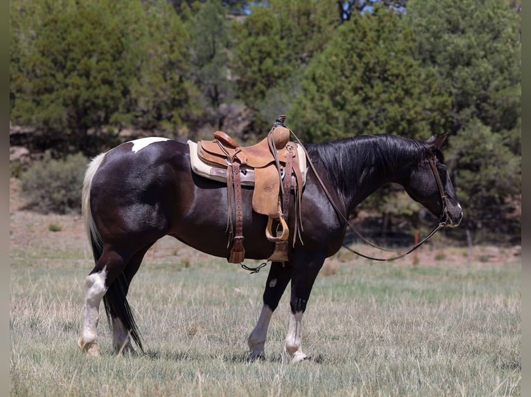 American Paint Horse Yegua 13 años 150 cm Tobiano-todas las-capas in Camp Verde Az